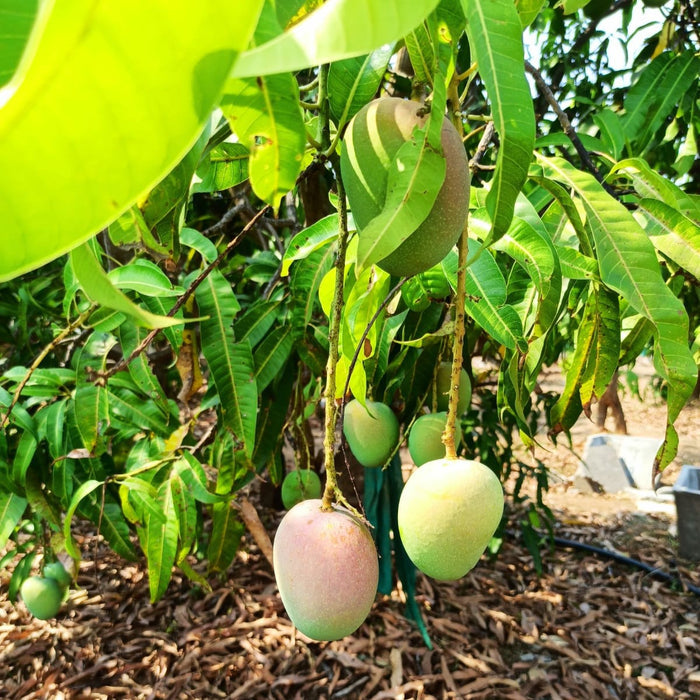 Green Alphonso Mango, slowly ripening on a tree to make Alphonso Mango Amchur from Burlap & Barrel
