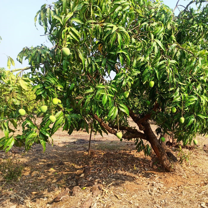 Alfonso mango tree with green mangoes to make Alfonso Mango Amchur from Burlap & Barrel
