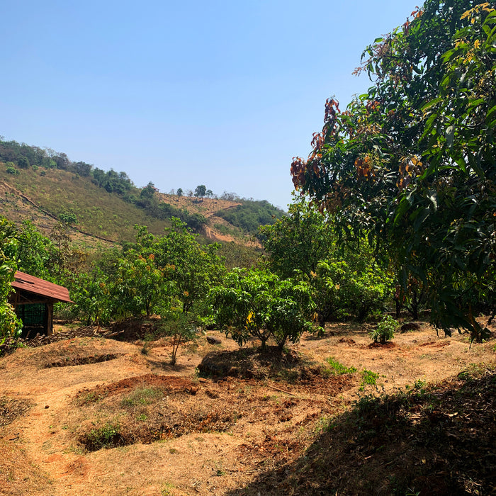 Alfonso mango orchard with green mangoes to make Alfonso Mango Amchur from Burlap & Barrel