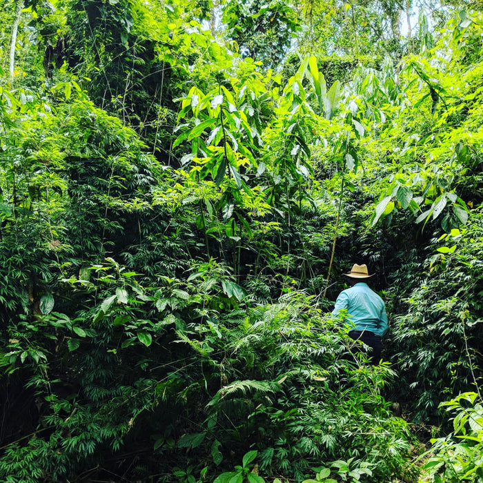 Don Amilcar walking through the cardamom jungle