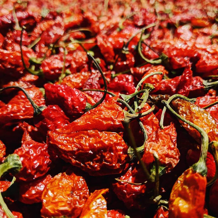 Close up of driedCobanero Chilis from Burlap & Barrel Single Origin Spices