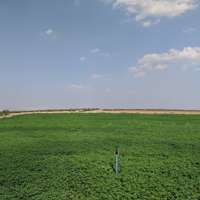 Euphrates Mint - Burlap & Barrel