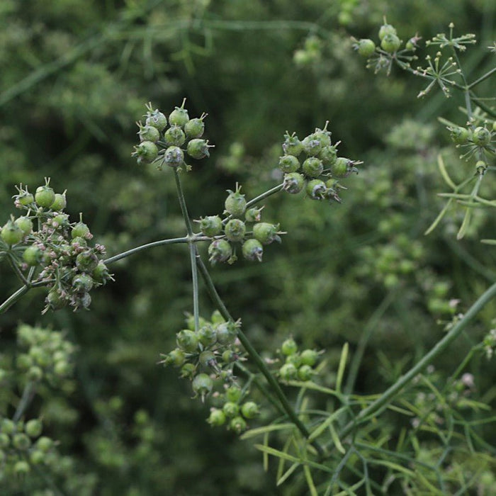 Red River Coriander before harvest