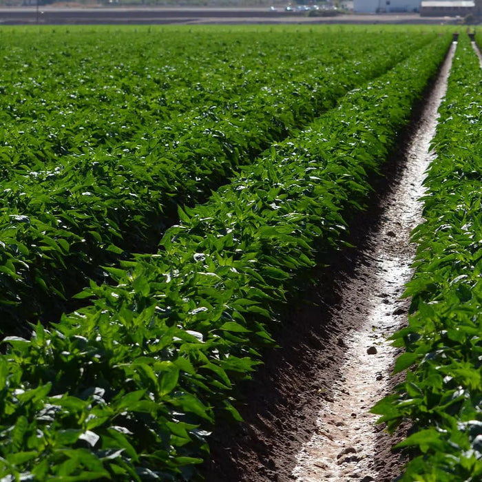 Hatch Green Chili growing in New Mexico from Burlap & Barrel