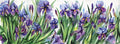Iris Wallpaper Wallpaper Absoluta