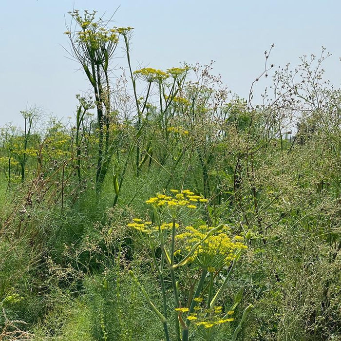 Lucknow Fennel - Burlap & Barrel