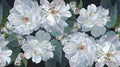 Ophelia Modular Wallpaper Wallpaper Absoluta Prime Original