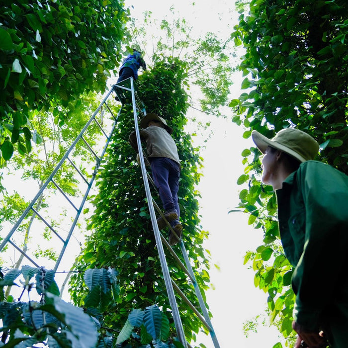 Two partner farmers, one in a hat, on a tall ladder, harvesting peppercorns from the vine that has grown up a tall tree in a forest.  One person on the ground looks upwards at them.