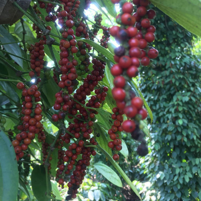 Bunches of red, ripe peppercorns hanging from the vine among leaves on a pepper farm.