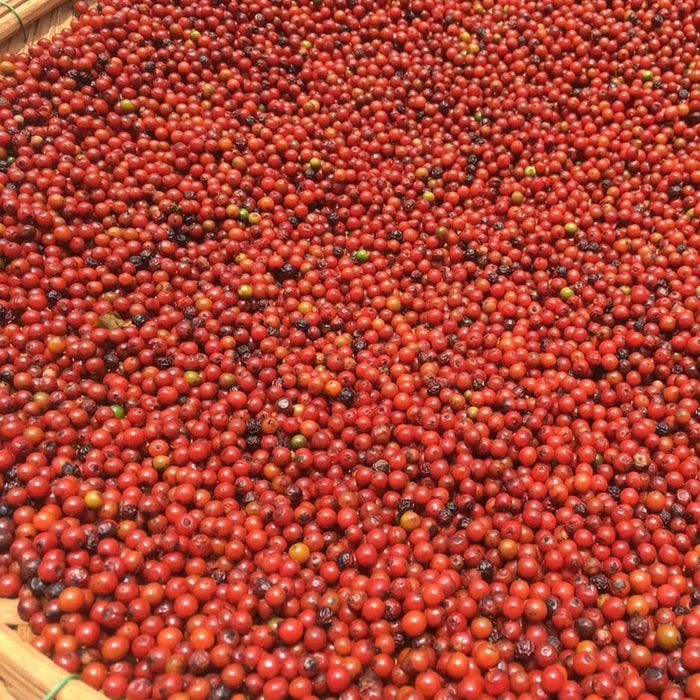 Red peppercorns drying, some are starting to wrinkle and darken and turn into familiar looking peppercorns