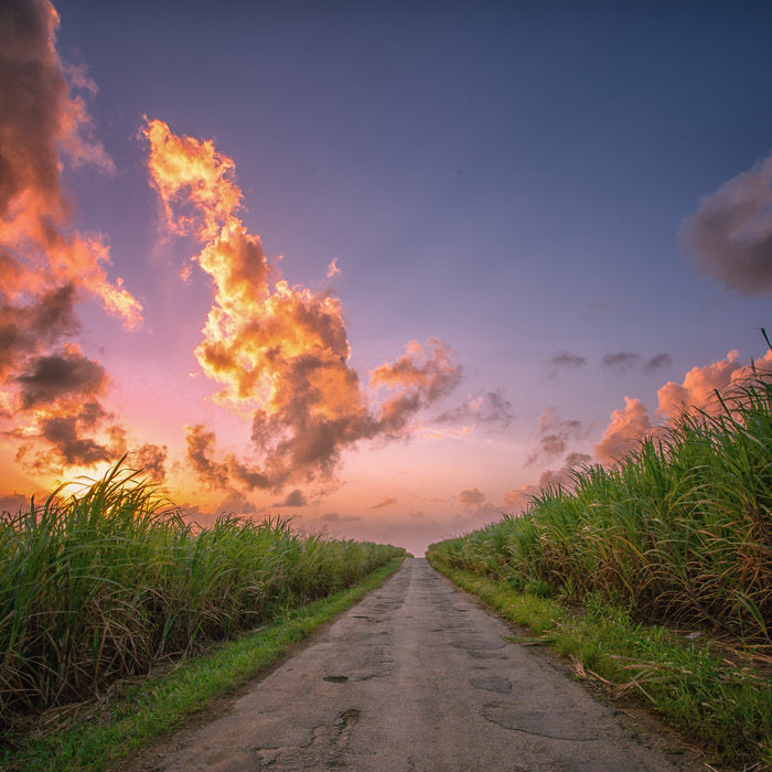 Pathway through a sugarcane field  in Barbados with a dramatic sunset sky. Golden Crystal Sugar from Burlap & Barrel