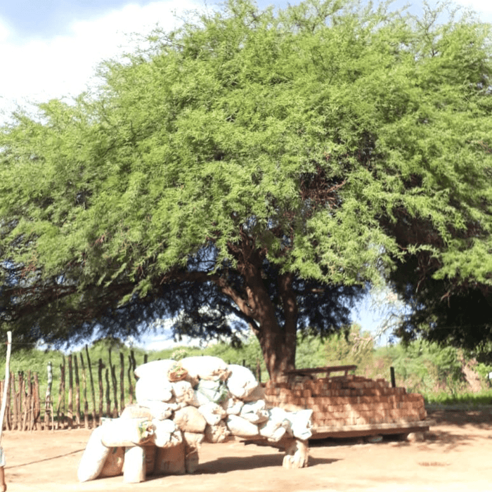 Wild Mesquite - Burlap & Barrel